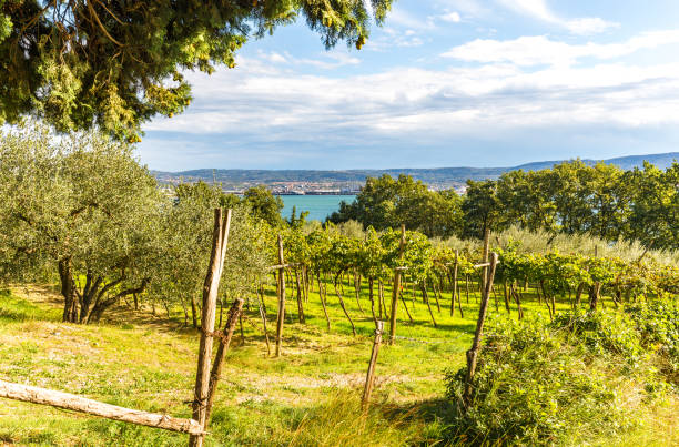 Beautiful summer vineyard blossom, beach houses Adriatic sea shore vacation,  Slovenia agriculture, Ankaran