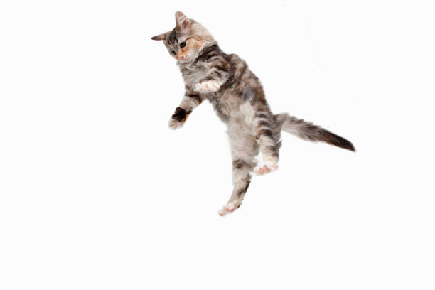 istock Multicolor beautiful cat playing isolated on white studio background. Flyer for ad, design. Copy space. 1289354123