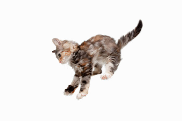 istock Multicolor beautiful cat playing isolated on white studio background. Flyer for ad, design. Copy space. 1289354125