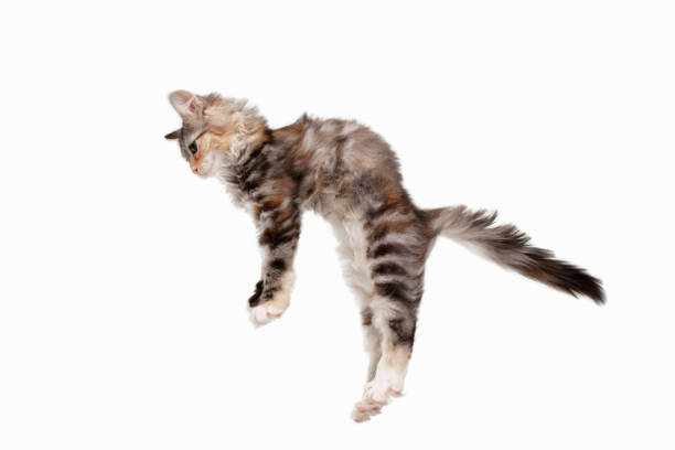 istock Multicolor beautiful cat playing isolated on white studio background. Flyer for ad, design. Copy space. 1289354127