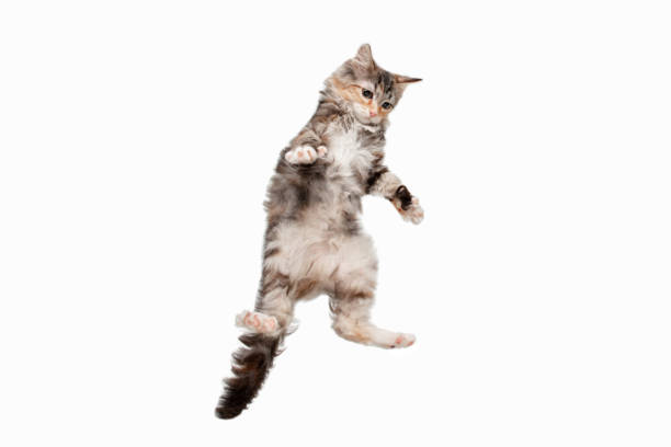 istock Multicolor beautiful cat playing isolated on white studio background. Flyer for ad, design. Copy space. 1289354130