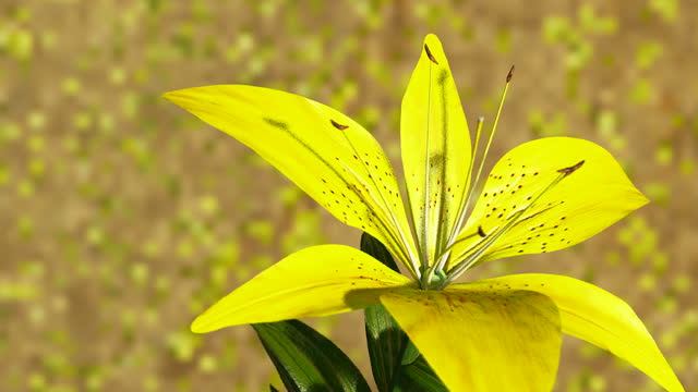 Closeup of Yellow Lily