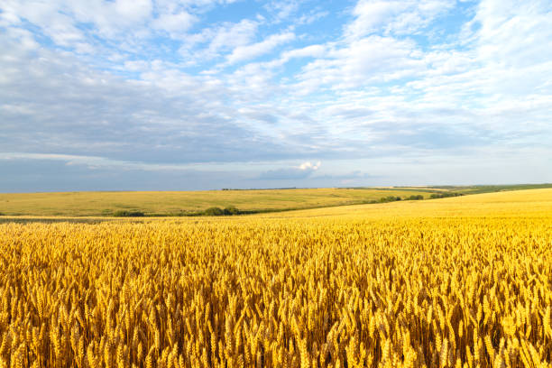 istock Wide wheat field landscape with sky in clouds. Authentic farm series. 1289358427