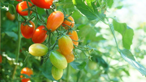 tomates coloridos colgados en la vid - tomatoes on vine fotografías e imágenes de stock