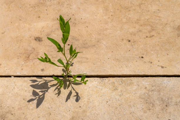 Young plant grows between big stone surfaces. Young plant grows between big stone surfaces. adapting stock pictures, royalty-free photos & images