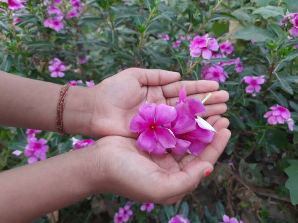 istock Pink catharanthus roseus on hand. 1289362667