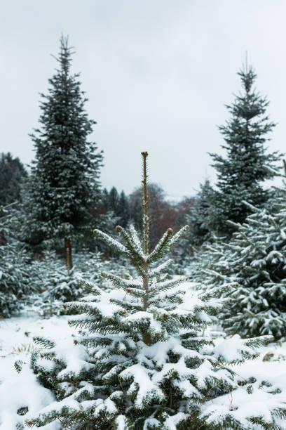 istock Nordmann Fir for Christmas Eve 1289364178