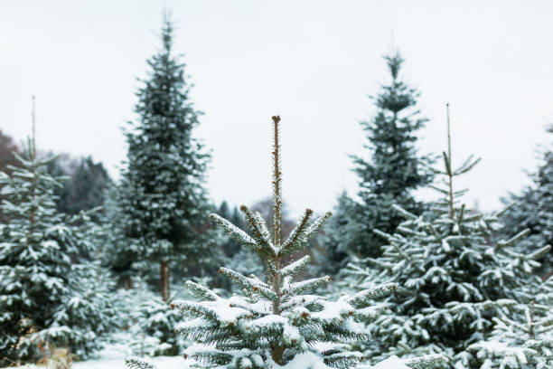 istock Fir Tree - Nordmann Fir for Christmas Eve 1289364196