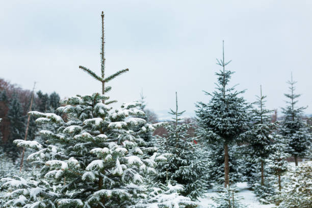 istock Snow in the Christmas Tree Plantation 1289364270