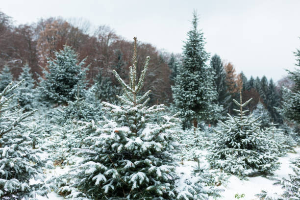 istock Fir Trees coated with the first snow of the year 1289364303
