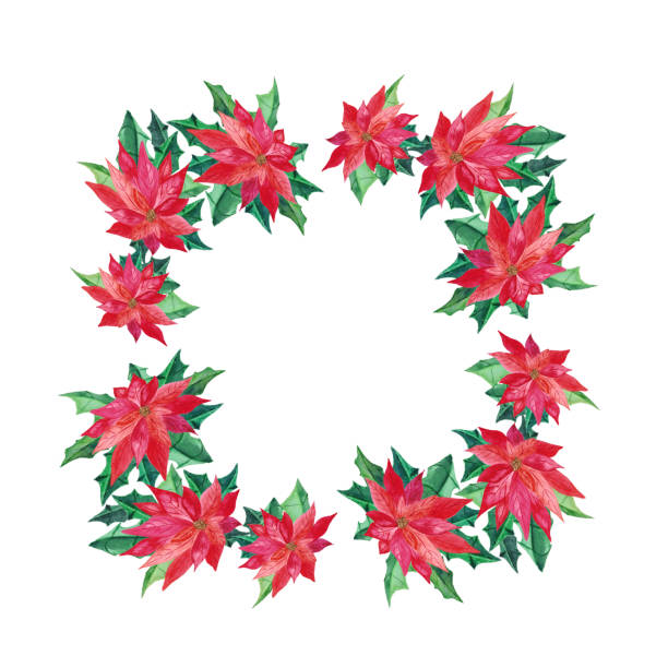 ポインセチアとユーカリの葉を持つ水彩クリスマスカード。白い背景に隔離された花のカードを挨拶するための明るい赤い花と緑の葉と手描きのイラスト。 - isolated on white growth symbol poinsettia点のイラスト素材／クリップアート素材／マンガ素材／アイコン素材