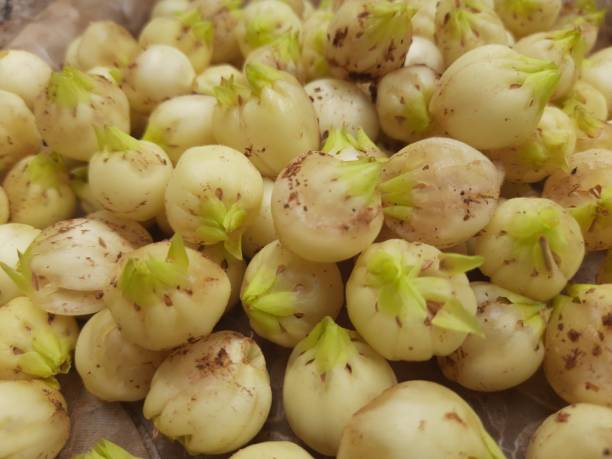 istock Madhuca Longifolia fruit or flowers. 1289365173