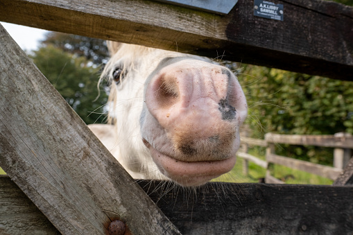 A cheeky white pony poking his nose through a wooden gate, macro, closeup, pink nose, cute animal horse