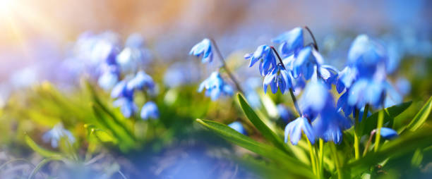 istock Panoramic view to spring flowers in the park 1289368157