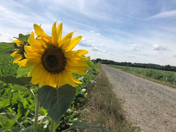istock Sunflowers in the field 1289369785