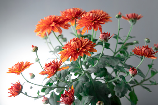 studio shot of orange guldaudi flowers