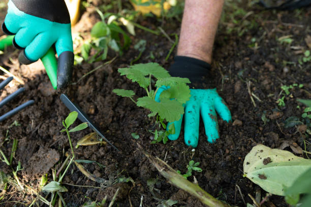 istock Man planting tree outdoors 1289370781