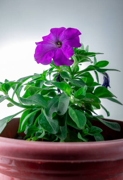 sudio shot of purple petunia flower