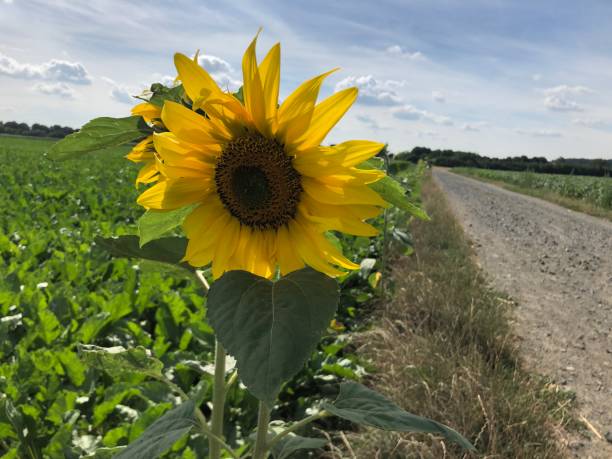 istock Sunflowers in the field 1289370872