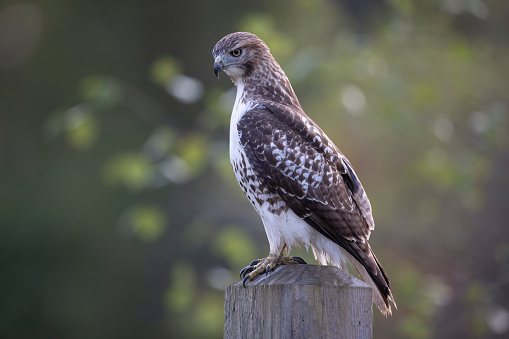 Red-Tailed Hawk perching