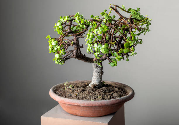bonsai jade plant in a clay pot studio shot of bonsai jade plant in a clay pot crassula stock pictures, royalty-free photos & images
