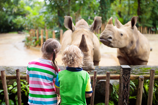Family feeding rhino in zoo. Children feed rhinoceros in tropical safari park on summer vacation in Singapore. Kids observe animals. Little girl and boy look at rhinos. Wildlife amusement center.