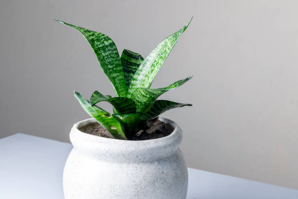 istock dwarf snake plant in a ceramic pot 1289372895