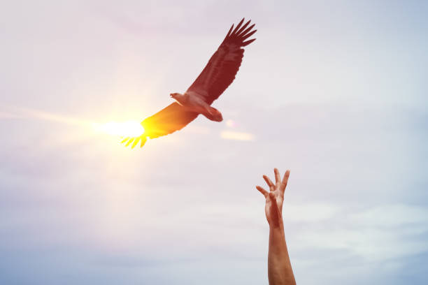 istock Man hand raised up want to catch eagle bird flying on sunset sky and clouds abstract background. 1289372965