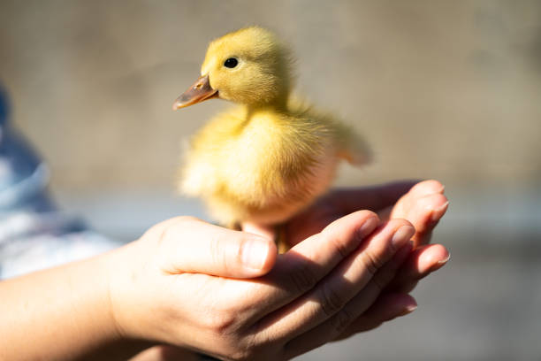 Duckling in the hands stock photo