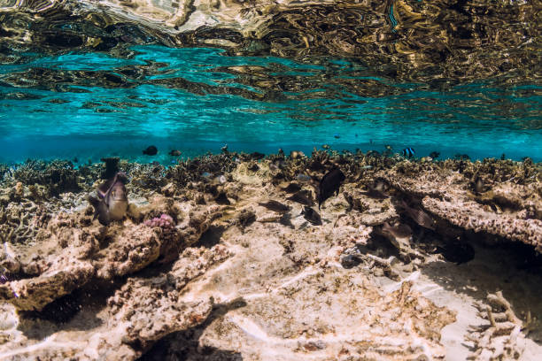 istock Underwater tropical view with corals and fish in ocean 1289374720