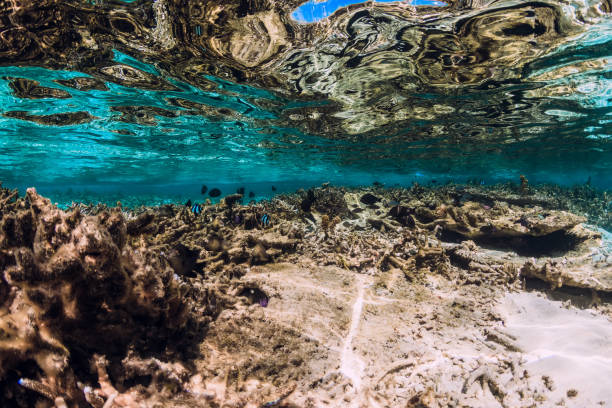 istock Underwater tropical view with corals and fish in ocean 1289374747