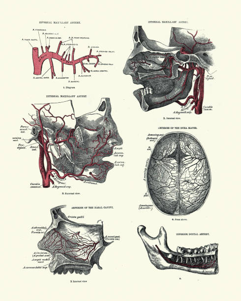 Vintage illustration of Human anatomy, Arteries, Maxillary, Dura mater, Nasal cavity, Dental, Victorian anatomical drawing, 19th Century