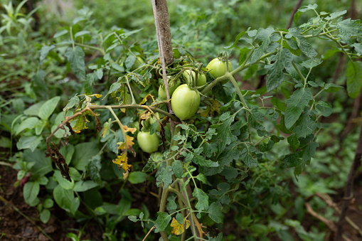 Unripe tomato in nature