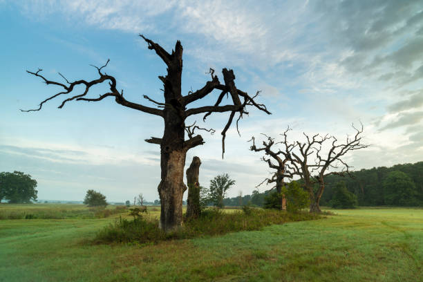 Landscape in the park. Old trees.