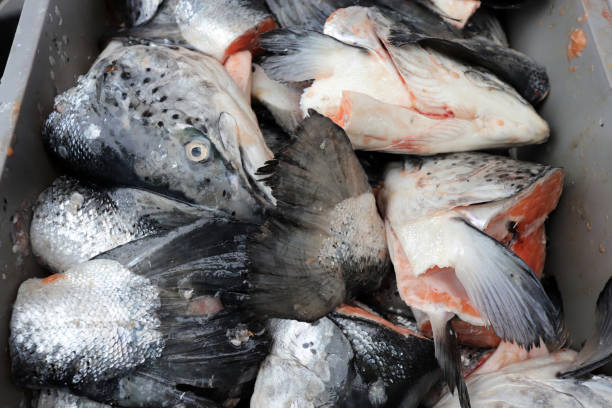 istock Fresh fish heads and tails. 1289377279