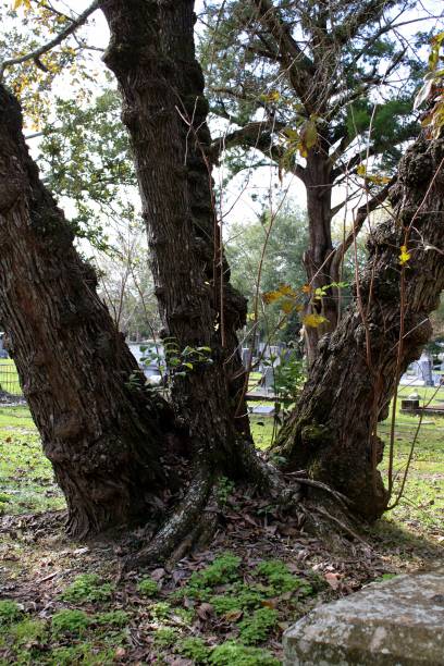 istock tree trunks rippled with burl growths 1289379131
