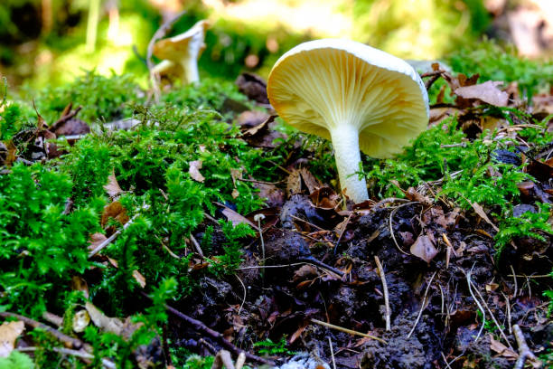 istock Fungi growing on mossy forest floor, North Yorkshire, England, Britain 1289379250