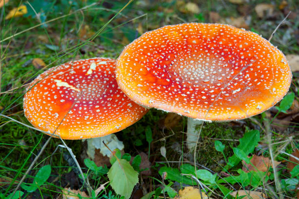 знаменитый красный гриб с белыми пятнами. - fungus nature orange agaric toxic substance стоковые фото и изображения