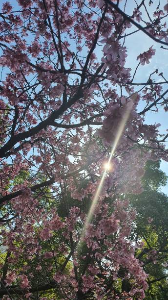 istock Blooming Sakura under the sun in Yokohama 1289381925