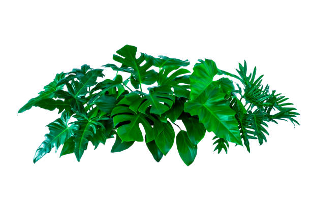 istock abstract green leaf texture, nature background, tropical leaf 1289382127