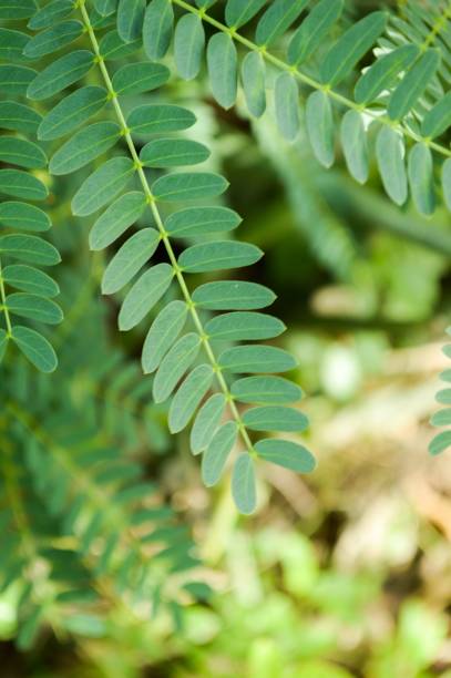 istock acacia leaf in nature garden 1289383491
