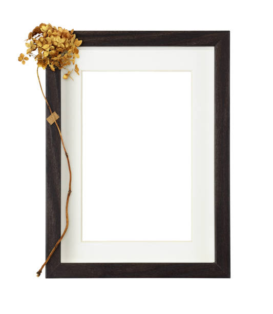 istock Dark brown wooden rectangle frame with white passe-partout and dry golden hydrangea flower isolated on white background. 1289383557