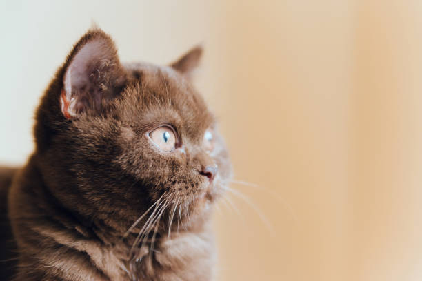 istock Cute british shorthair kitten indoor photo 1289383746