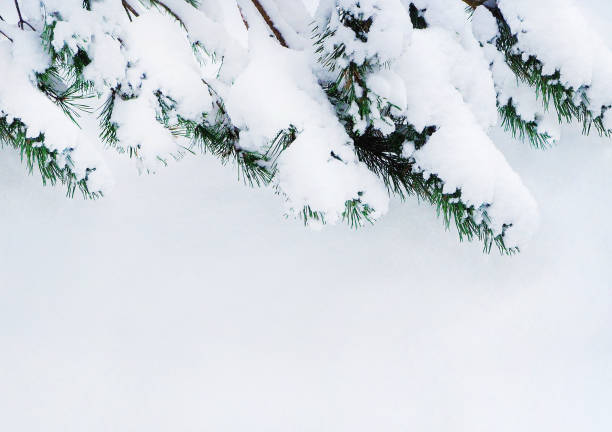 istock Closeup of Christmas tree with snow background 1289383824