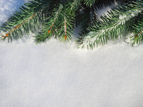 istock Closeup of Christmas tree with snow background 1289383846