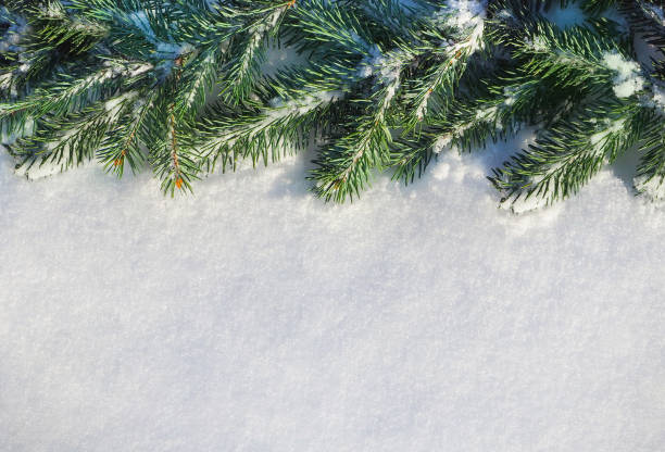 istock Closeup of Christmas tree with snow background 1289383847