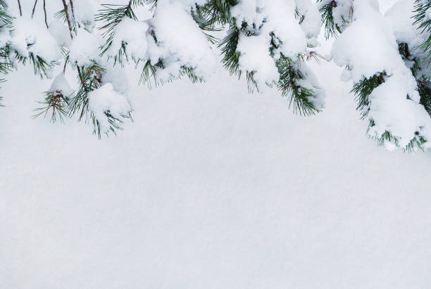 istock Closeup of Christmas tree with snow background 1289383857