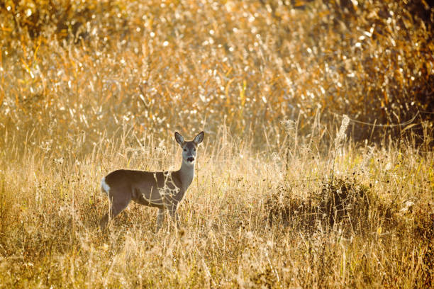 istock Female roe deer on the meadow 1289385620