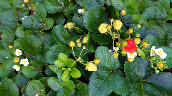 White strawberries in a bowl macrophotography