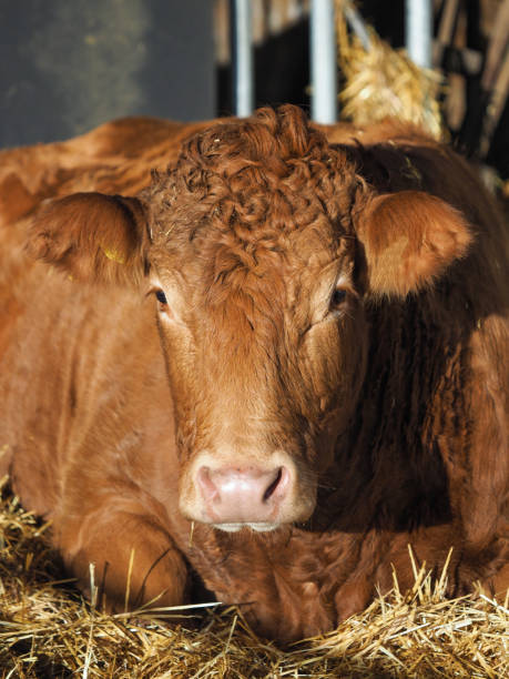 istock Commercial Cow Head Shot 1289388565